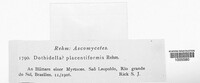 Image of Endodothella placentiformis